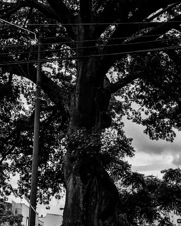 Monoarbol