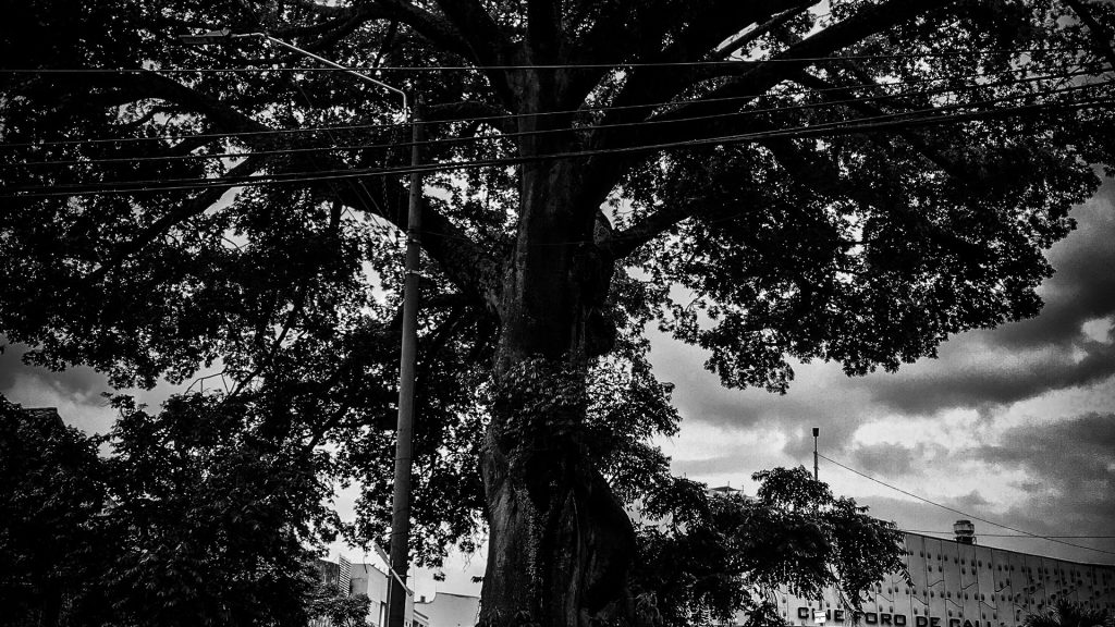 Monoarbol
